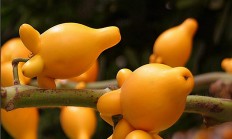 黄金果（木本植物）