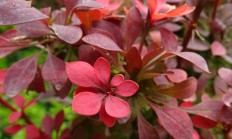 紫叶小檗（木本植物）