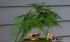 如何DIY文竹盆景？