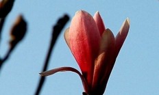 金玉兰，太平洋金玉兰骗局
