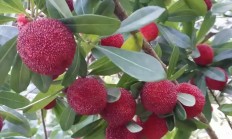 杨梅（木本植物）