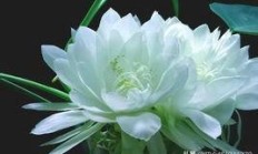 天山雪莲长怎么办啊，有图片吗？