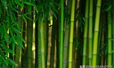 竹子的特性和品德是什么？