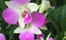石斛兰干什么不抽芽？