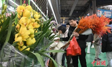 昆明斗南花卉市场年宵花受青睐