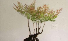 天竹定植盆景后，脸色变了，指导怎样养出赤色叶子？