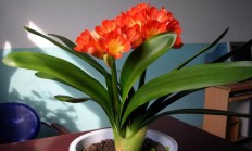 怎样养花种花？