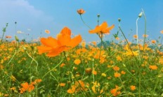 硫华菊，硫华菊的功效与作用