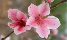 桃花（木本植物）