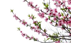 春暖花开，你能写出几何春天里开的花名来？