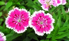 石竹（宿根植物）