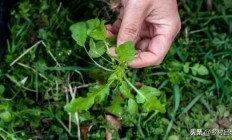 荠菜培植的成长情况是怎么办的？