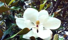 广玉兰定植时有哪些提防事变？怎样本领普及定植成活率？