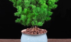 蓬莱松（木本植物）