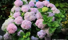 平台阳光少，符合种哪些花？