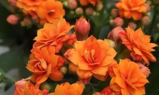 一种高颜值花卉，皮实好养又耐阴，是北阳台盆栽佳品