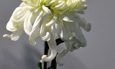 菊花介绍，菊花关简介