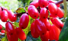 山茱萸（木本植物）