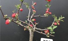 长寿海棠，长寿海棠和长寿花区别