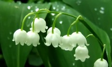 铃兰（宿根植物）