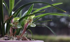 春兰（兰科植物）