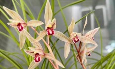 莲瓣兰（兰科植物）
