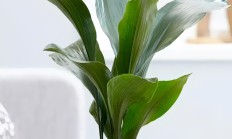 一叶兰（宿根植物）