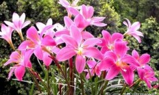 韭兰花能吃吗？