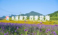 长城脚下四季花海美成“调色板”
