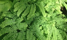 铁线蕨（草本植物）
