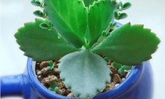 植被“落地生根”有什么用处？