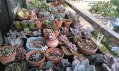 哪些多肉种类比拟好养？