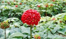 三七怎样培植？有哪些事变须要更加提防？