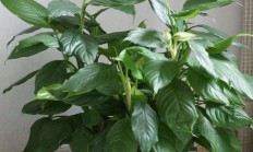 万年青（草本植物）
