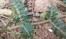 农村地区的野生黄芪是什么？它是植物吗？如何区分？