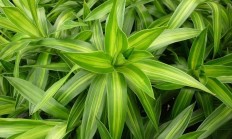 百合竹（木本植物）
