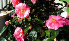 茶梅花，茶梅花什么时间开花
