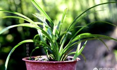 春兰虽美，但怎样辩别是非呢？