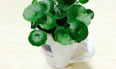 水培铜钱草(水培铜钱草注意事项)