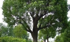 砍香樟树也要入狱，是真的吗？
