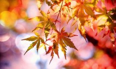葡萄花前用什么肥