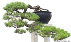 野生山松，树枝蓬勃发展，针叶树是美丽的，我们怎么能让它成为盆景？