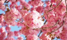 菜蓟的采收和储藏
