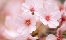 形容花的诗句有哪些？