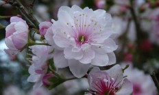 郁李（木本植物）
