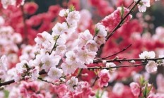 桃花介绍？