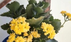 长命花有哪些繁育本领？