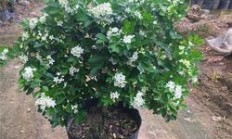 花草盆栽有哪些观果的花草种类？