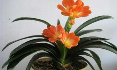 送教授什么盆栽好,袖珍植被？