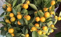 家里种什么花会有好财气？